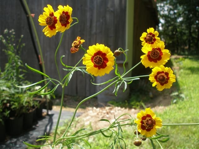 Fast Flowering Seed Packet