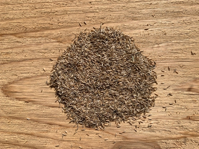 Poa palustris - Fowl Bluegrass