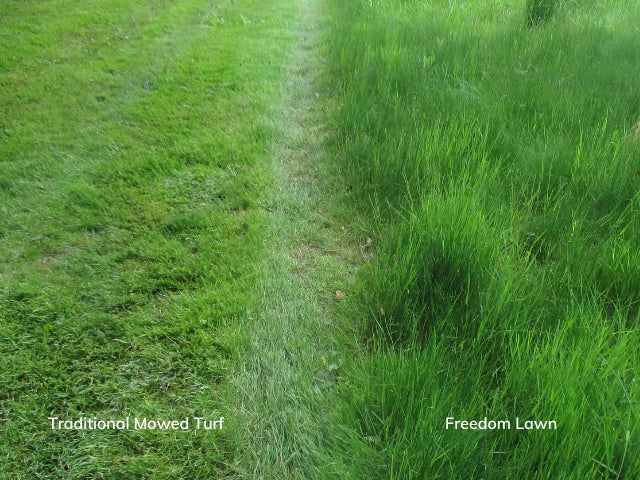 Freedom Lawn I