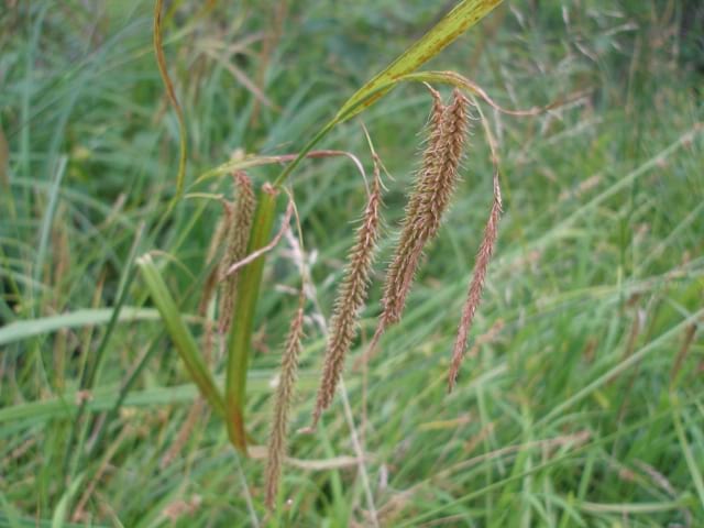 Carex crinita - Fringed Sedge