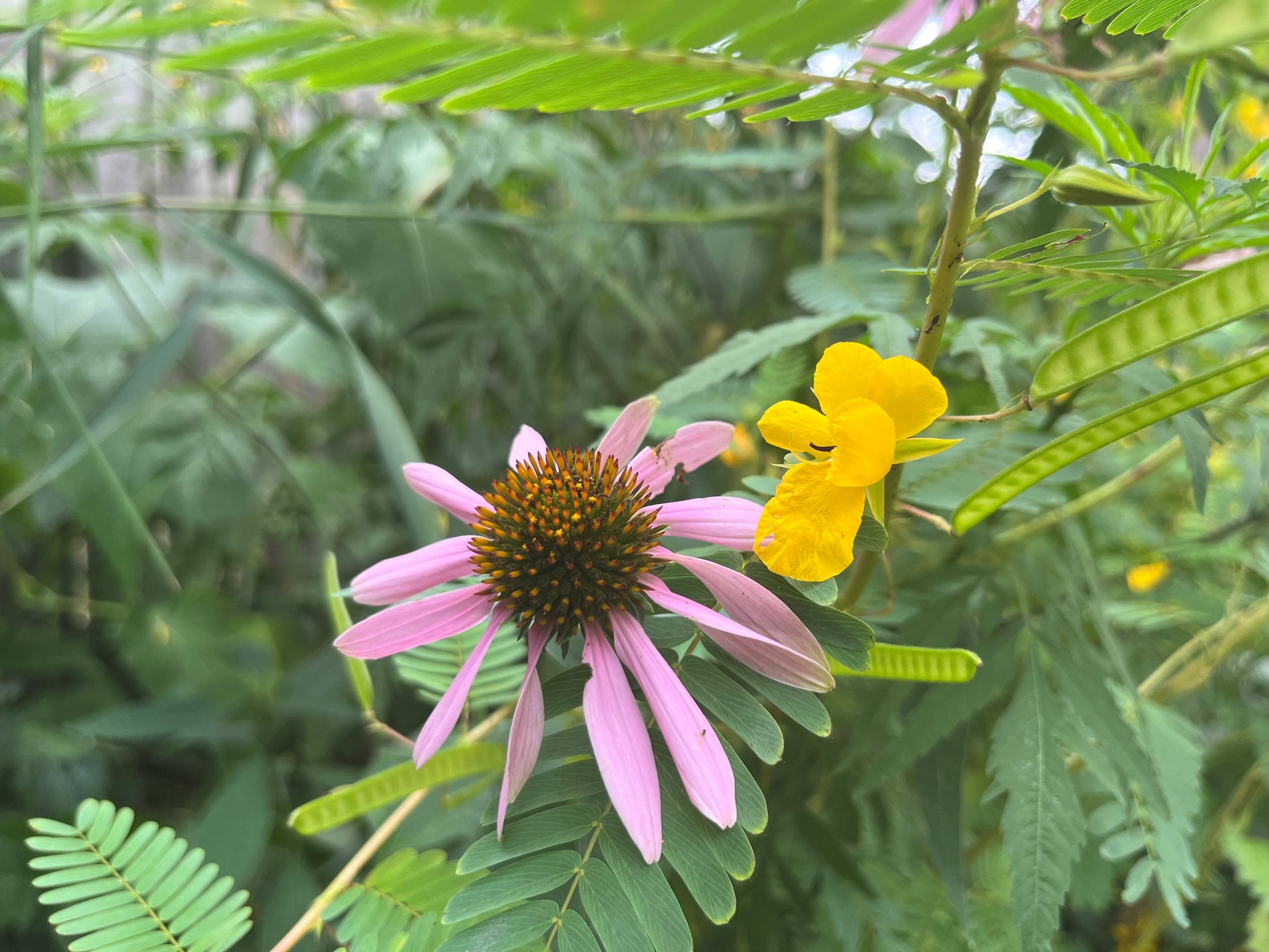 wild flower seeds for clay soil The "I Have Clay Soil" Native Seed Mix - Seed Packet