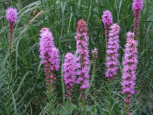 Load image into Gallery viewer, Liatris spicata - Dense Blazingstar
