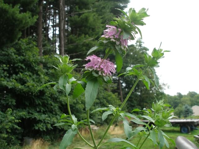 Monarda citriodora - Lemon Mint