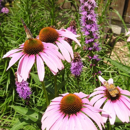 Midwest Wildflower Native Seed Mix – OPN Seed