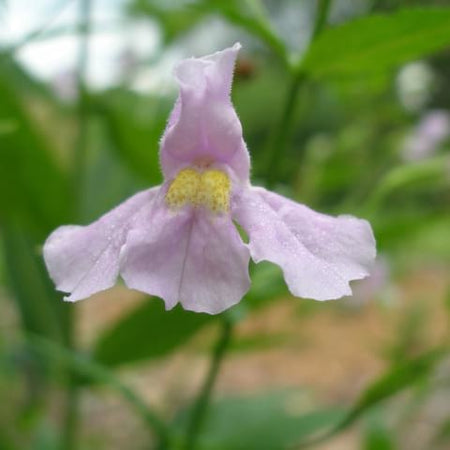 mimulus flower seeds Mimulus ringens