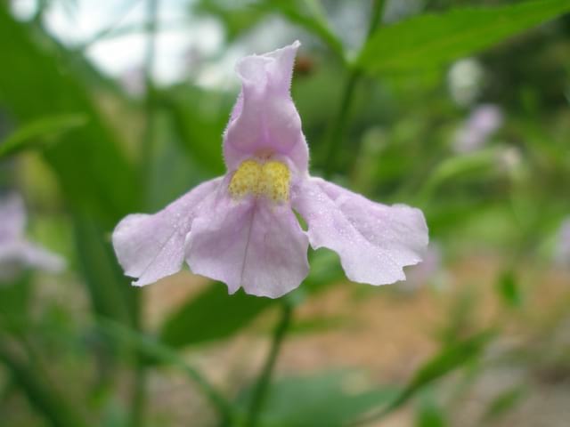 Mimulus ringens - Monkey Flower