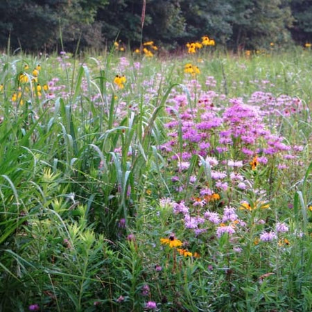 Native Short Grass and Wildflower Seed Mix  OPN Seed