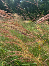 Load image into Gallery viewer, Native Tall Grass Seed Mix
