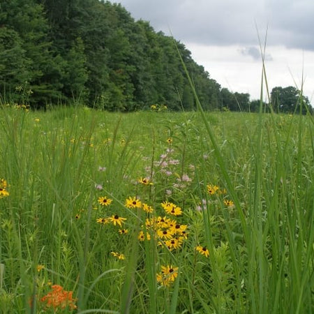 meadow grass and wildflower seed mix Native Tall Grass and Wildflower Seed Mix