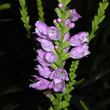 obedient plant seeds Physostegia virginiana