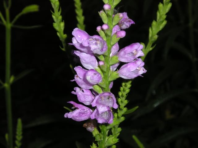 Physostegia virginiana - Obedient Plant-Purple