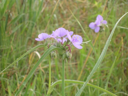 Ohio Spiderwort (Tradescantia ohiensis) 9 Tradescantia ohiensis - Ohio Spiderwort