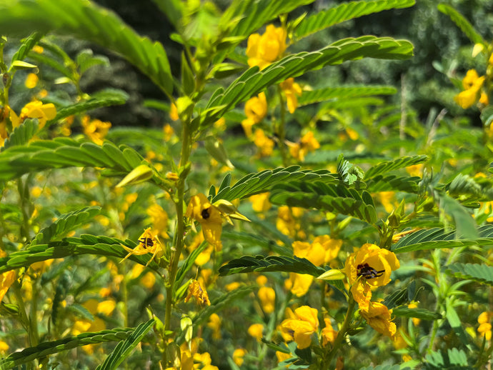 Bee Tree Mulch Seed Packet