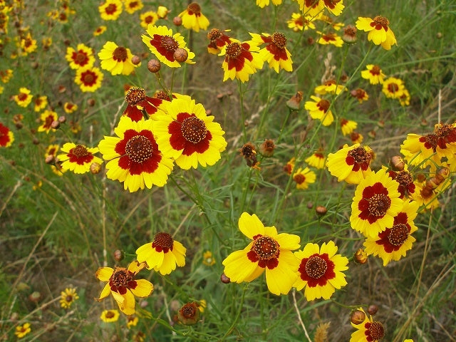 Coreopsis tinctoria - Plains Coreopsis