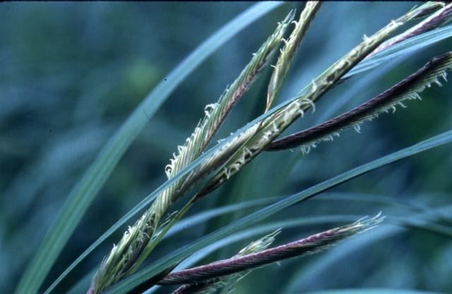 Spartina pectinata - Prairie Cordgrass