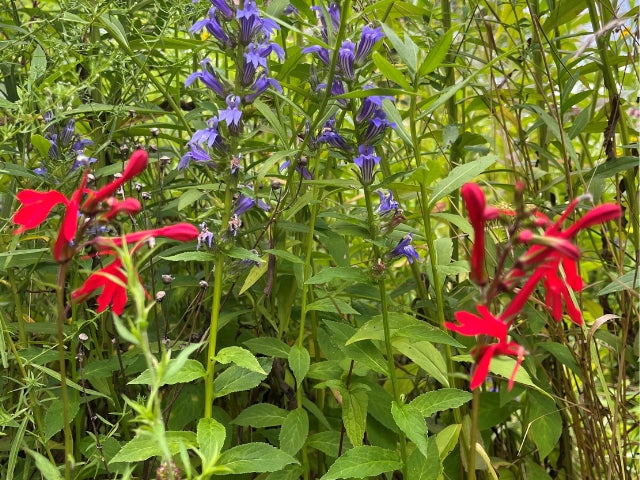 Red, White and Blue Native Wildflower Seed Packet