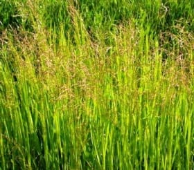 Glyceria grandis - Reed Manna Grass
