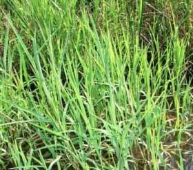 Leersia oryzoides - Rice Cut Grass