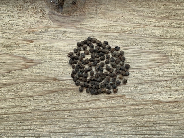 Orbexilum pedunculatum - Sampson's Snakeroot