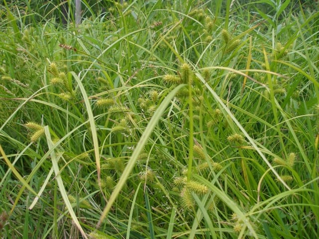 Carex lurida - Shallow/Lurid Sedge