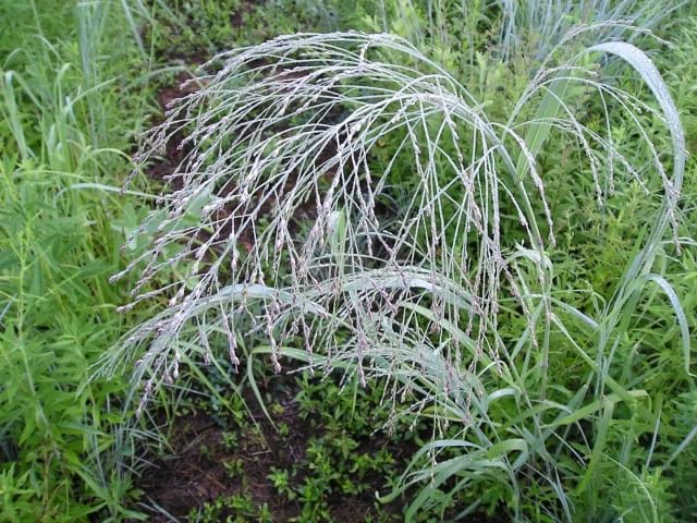 Bouteloua curtipendula - Side-oats Grama