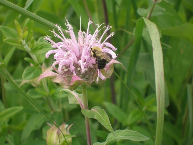 Slope Pollinator Mix