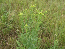 Load image into Gallery viewer, Solidago rigida - Stiff Goldenrod
