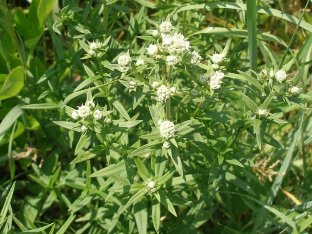 Pycnanthemum virginianum - Virginia Mountain Mint