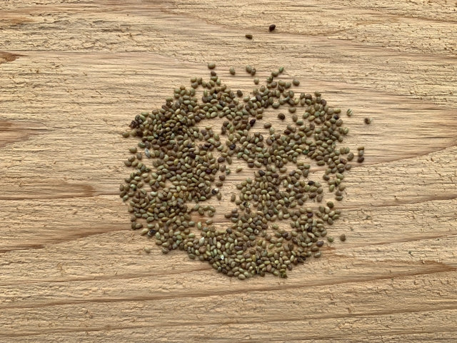 Dalea candida - White Prairie Clover