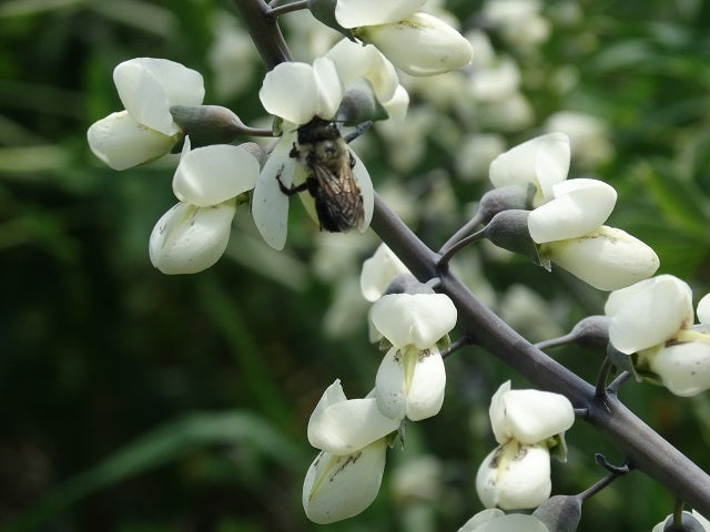Baptisia alba - White Wild Indigo