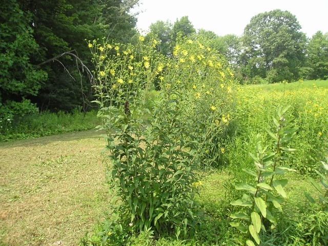 Silphium trifoliatum - Whorled Rosinweed