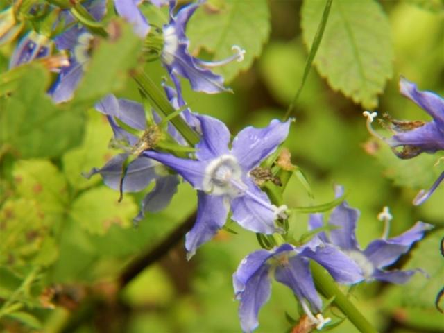 Campanula americana - American Bellflower