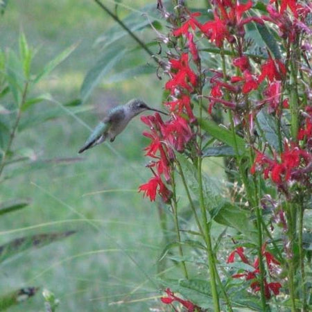 starting cardinal flower from seed Lobelia cardinalis
