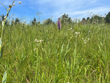 Load image into Gallery viewer, Liatris spicata - Dense Blazingstar
