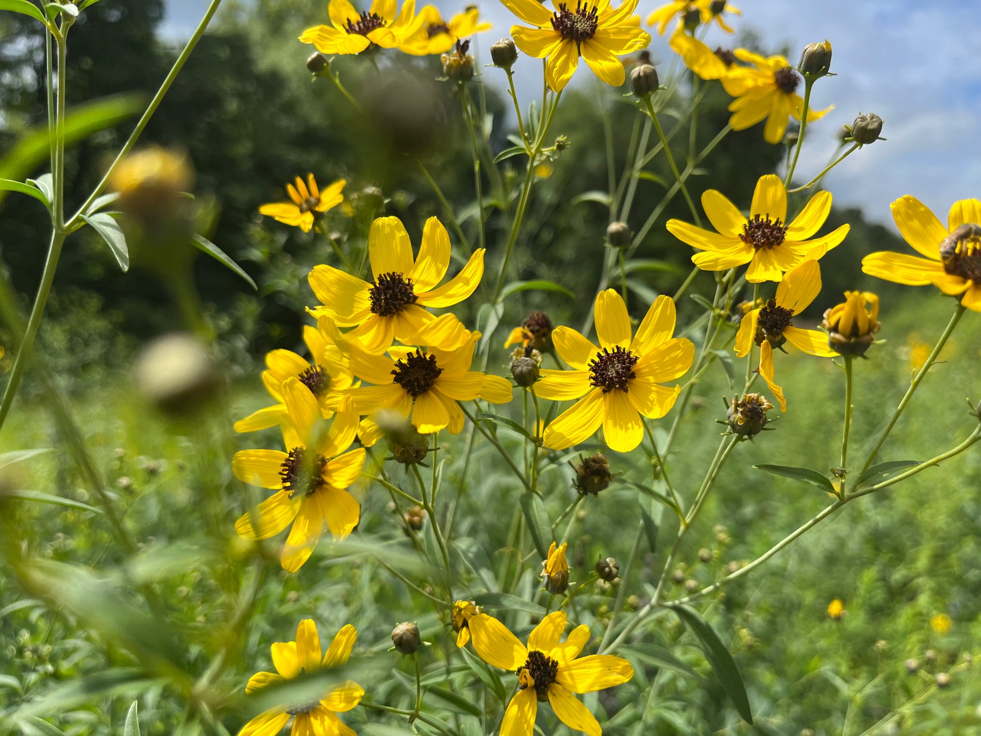 coreopsis flower seeds Coreopsis tripteris