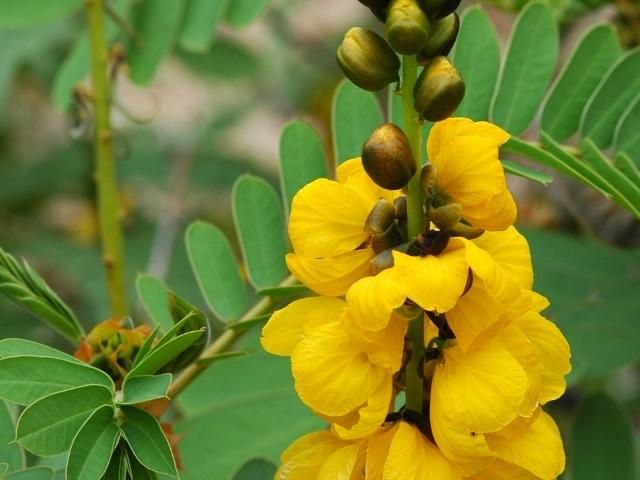 Senna marilandica - Maryland Senna