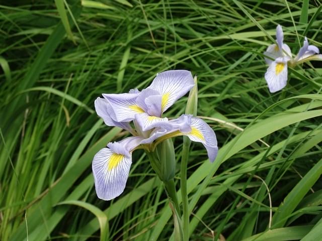Iris versicolor - Northern Blue Flag