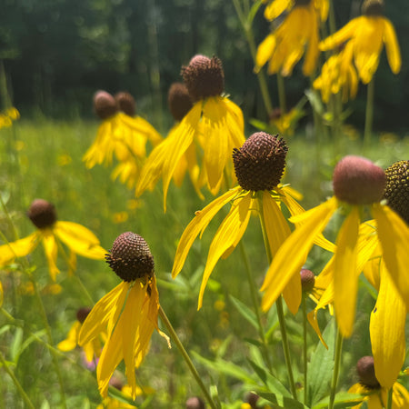 marginal pond plant seeds Pond Edge Native Seed Mix