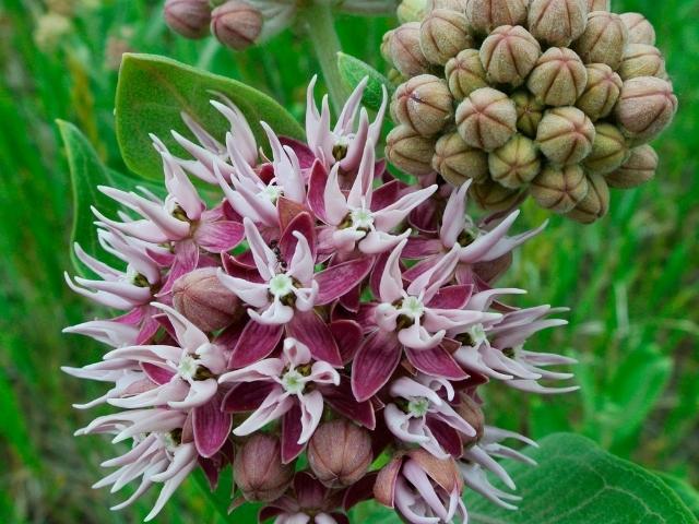 Asclepias speciosa - Showy Milkweed