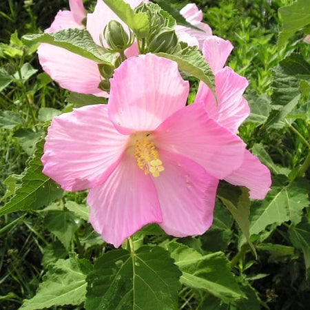 rose mallow from seed Hibiscus moscheutos