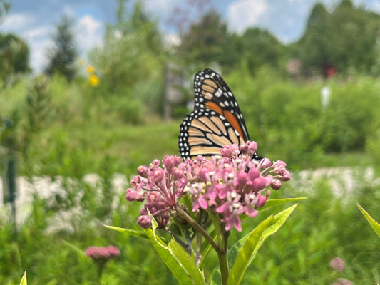 Monarch Butterfly on Swamp Milkweed (Asclepias incarnata) found in Wet Wildflowers Native Seed Packet